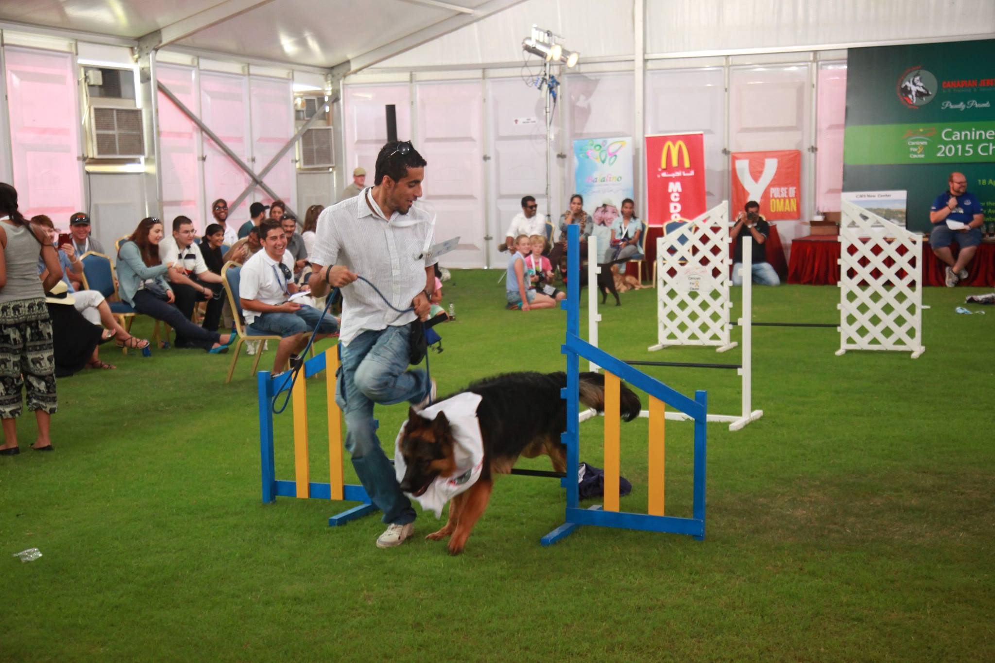 dog agility sports