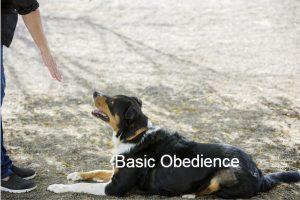 Basic obedience