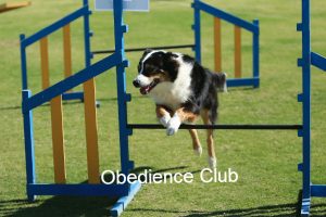 Obedience Club