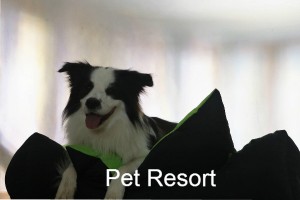 Pet Resort