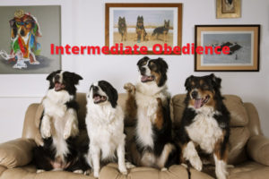 intermediate-obedience