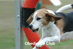 obedience club