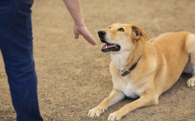 10 ESSENTIALS FOR EFFECTIVE DOG TRAINING
