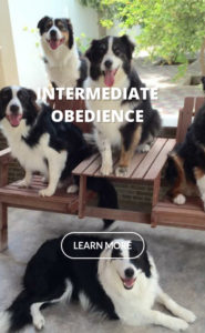 intermediate obedience