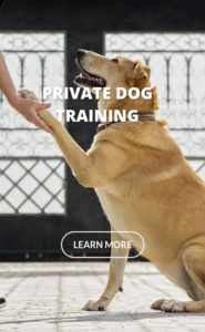 private dog training