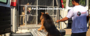 pets-limousine-service