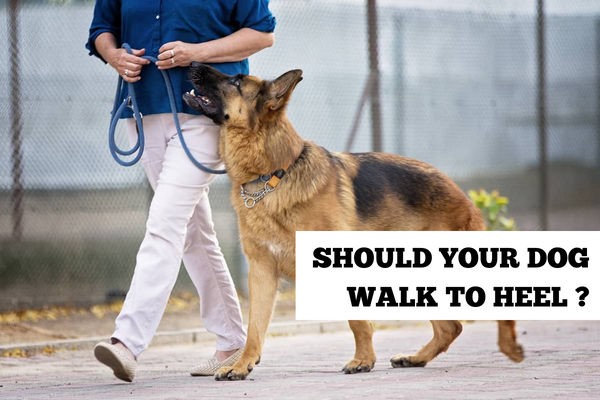 Should your dog walk to heel?