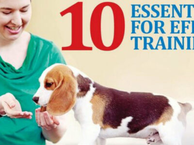 10-essentials-for-effective-training