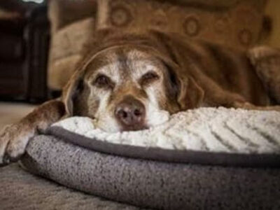 Loving and Caring for Senior Dogs