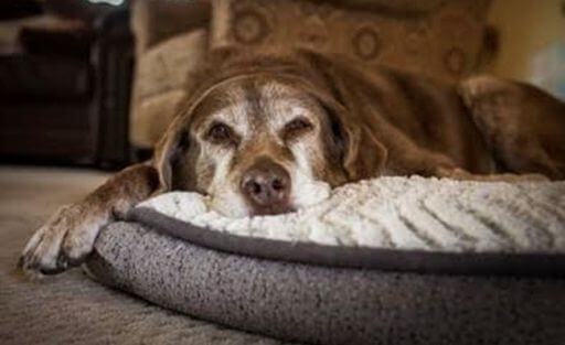 Loving and Caring for Senior Dogs