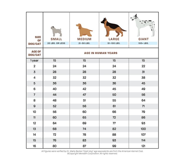 Dog Size Chart