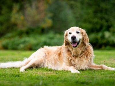 old is your dog in dog years