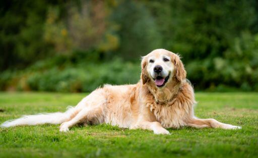 old is your dog in dog years