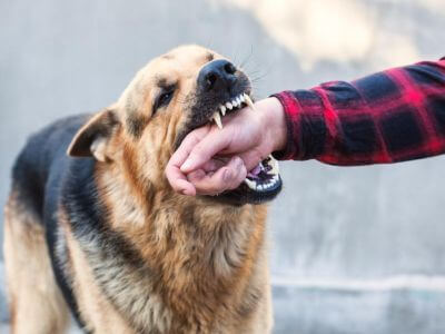 Reality Behind Dog Bites